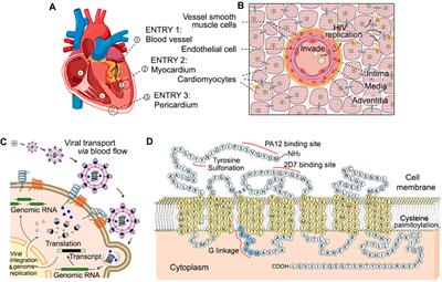 The role of autophagy in the progression of HIV infected cardiomyopathy